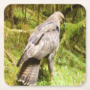 Buzzard looking for grubs Mug Square Paper Coaster