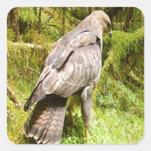 Buzzard looking for grubs  square sticker