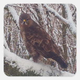 Buzzard on Snowy Branch  Square Sticker