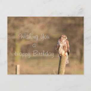 Buzzard Postcard