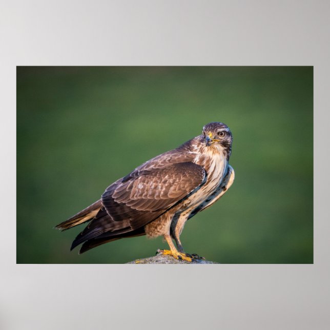 Buzzard Poster (Front)