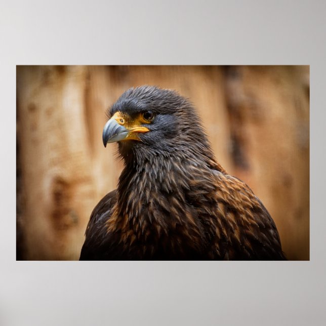 Buzzard Poster (Front)