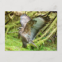 Buzzard Stretching Wings 