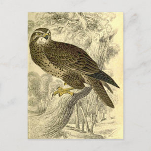 Buzzard: Vintage Jardine's print postcard
