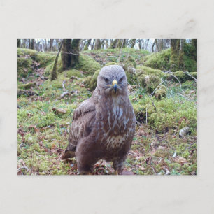 Buzzard With Attitude Postcard
