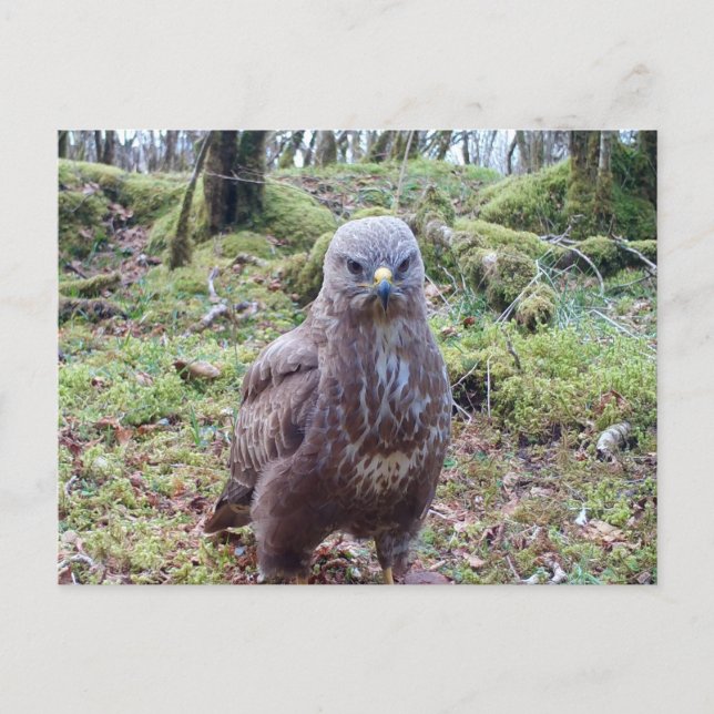 Buzzard With Attitude Postcard (Front)