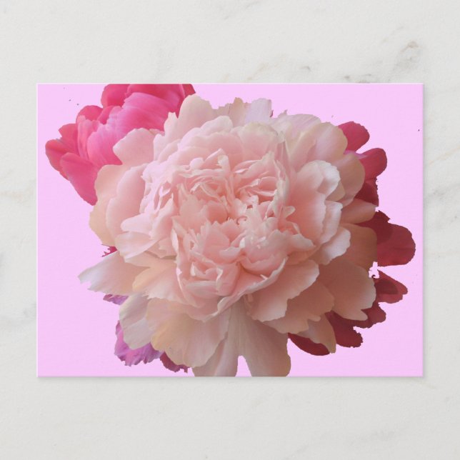 BV- Pink Peony Postcard (Front)