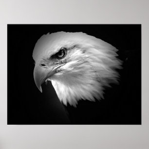 BW American Bald Eagle Poster Print Eagles Posters