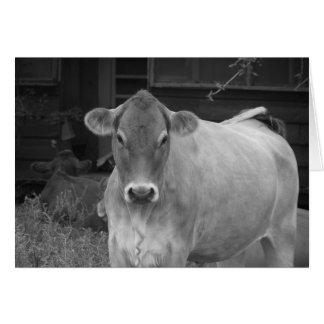 bw_cow