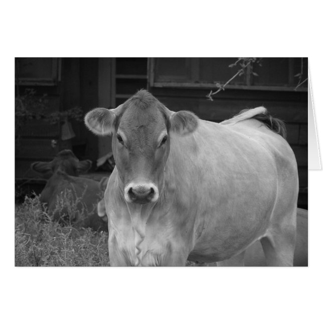 bw_cow (Front Horizontal)