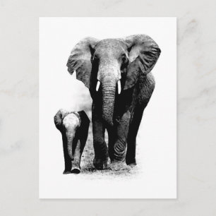BW Elephant & Baby Elephant Postcard