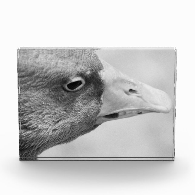 BW Goose Photo Block (Front)