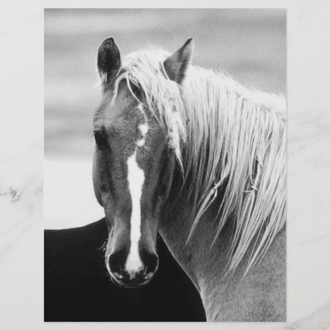 BW Horse Portrait Flyer (Front)