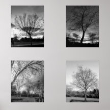 BW photographie d'arbres