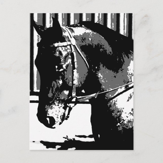 BW Stallion Horse Postcard (Front)