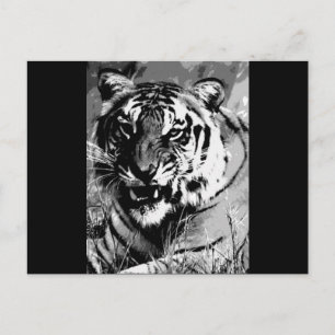 BW Tiger Postcard