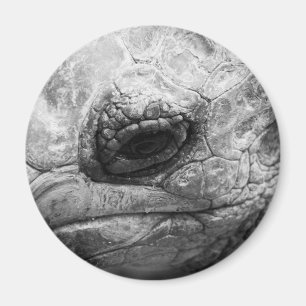 BW Tortoise Magnet