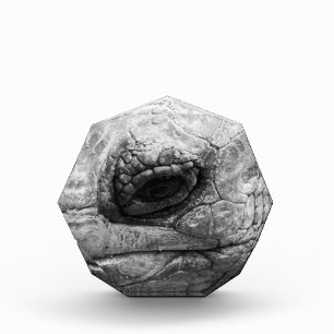 BW Tortoise Photo Block
