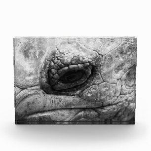 BW Tortoise Photo Block