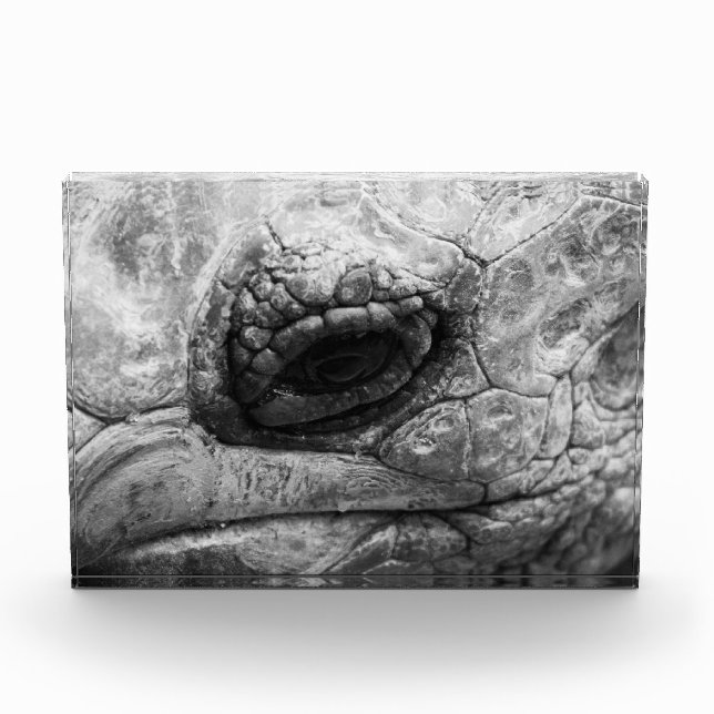 BW Tortoise Photo Block (Front)