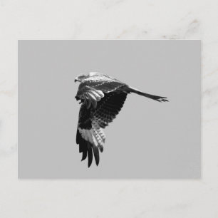 BW Version: Red kite (Rotmilan) in flight Postcard