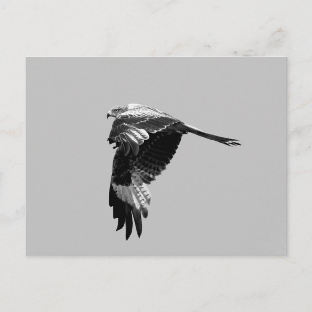BW Version: Red kite (Rotmilan) in flight Postcard (Front)