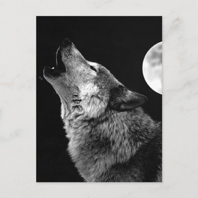 BW Wolf Howling at Moon Holiday Postcard (Front)