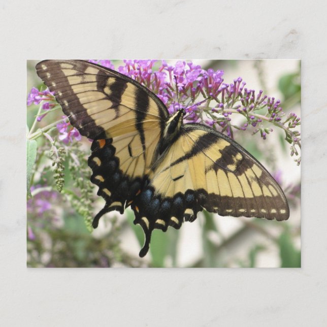 BZ- Swallowtail Butterfly  Postcard (Front)