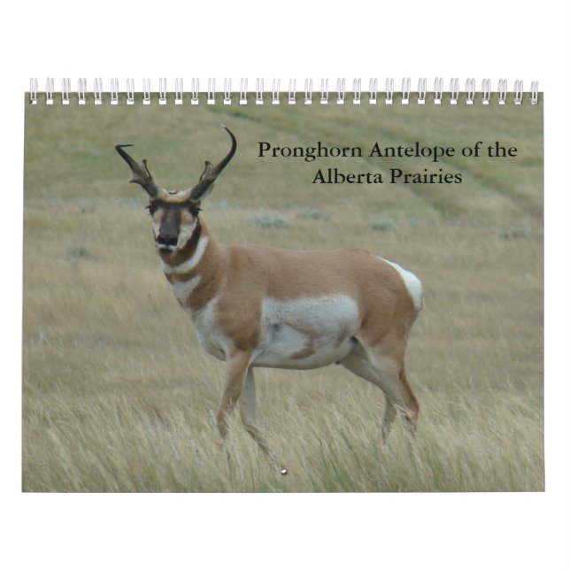 C11 Pronghorn Antelope Calendar (Cover)