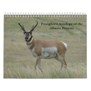 C11 Pronghorn Antelope Calendar