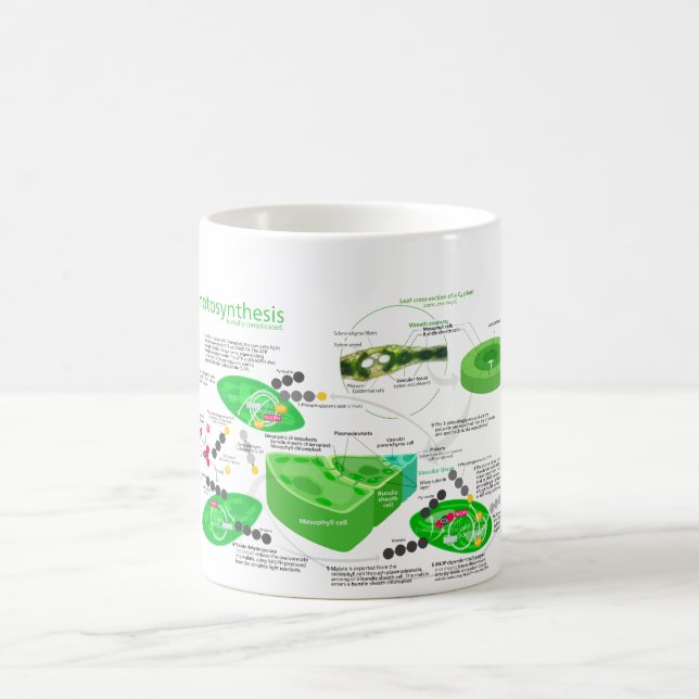 C4 Photosynthesis Diagram Coffee Mug (Center)