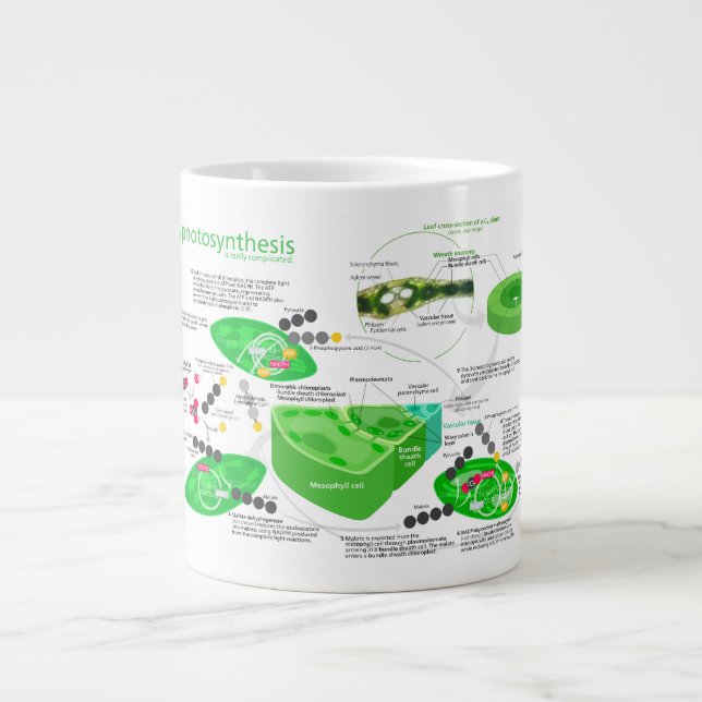 C4 Photosynthesis Diagram Large Coffee Mug (Front)