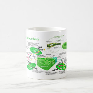C4 Photosynthesis Diagram Leaf Plant  Coffee Mug