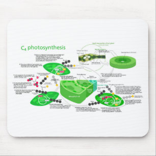 C4 Photosynthesis Diagram Leaf Plant Mouse Pad