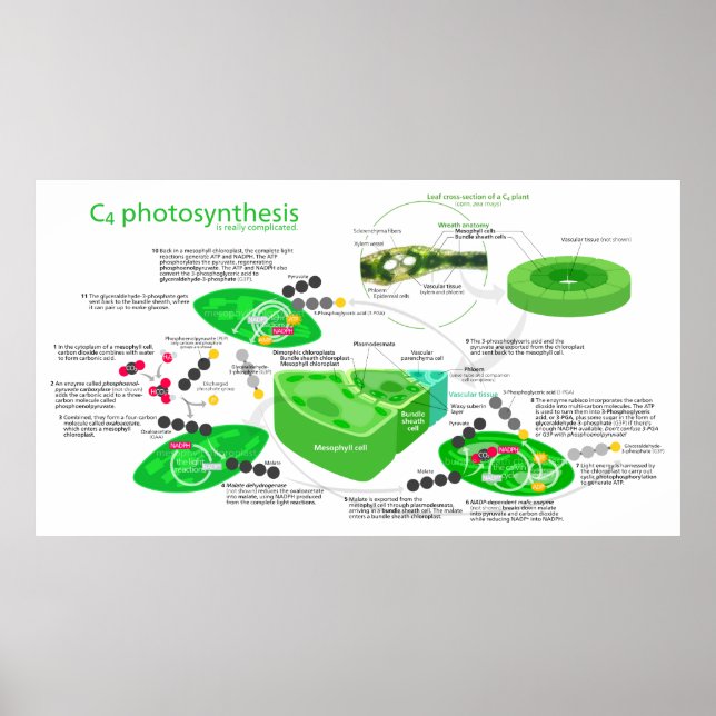 C4 Photosynthesis Diagram Poster (Front)