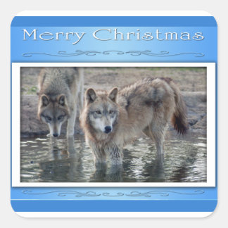 c-2011-grey-wolf-006 square sticker