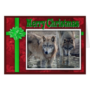 c-2011-grey-wolf-053