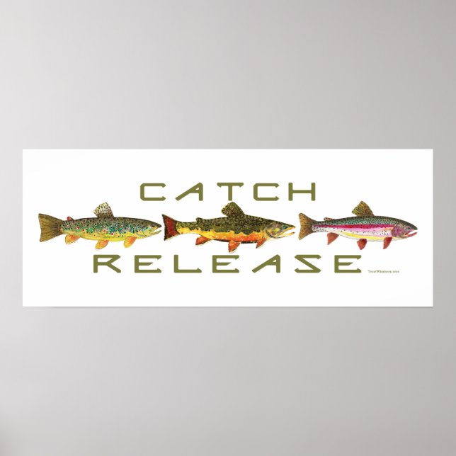 . C & R - Trout Poster (Front)