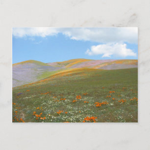 C Spring Lndscp Postcard