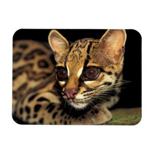 CA, Central Panama, Soberania NP, Margay 2 Magnet