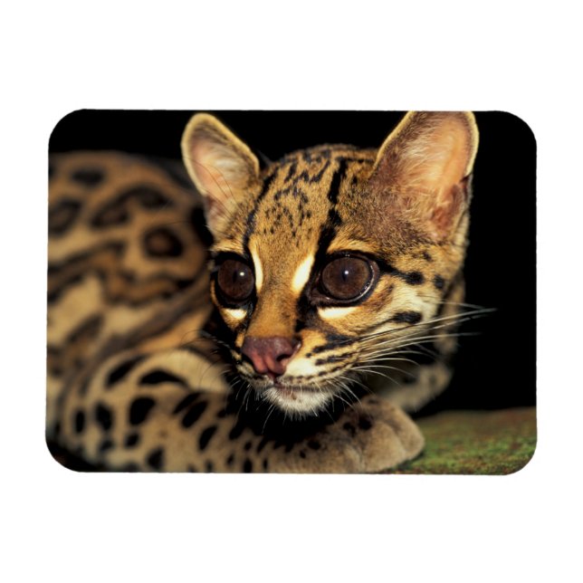CA, Central Panama, Soberania NP, Margay 2 Magnet (Horizontal)