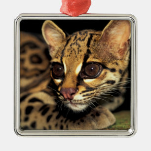 CA, Central Panama, Soberania NP, Margay 2 Metal Ornament