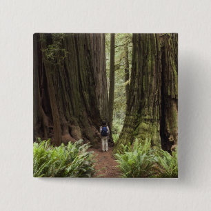 CA, Jedediah Smith Redwoods State Park, 2 Inch Square Button