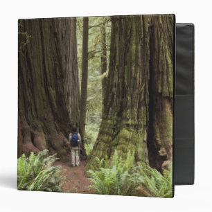 CA, Jedediah Smith Redwoods State Park, Binder