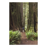 CA, Jedediah Smith Redwoods State Park,