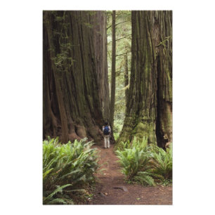 CA, Jedediah Smith Redwoods State Park, Photo Print