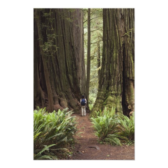CA, Jedediah Smith Redwoods State Park, Photo Print (Front)
