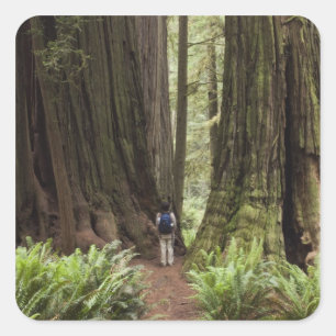 CA, Jedediah Smith Redwoods State Park, Square Sticker