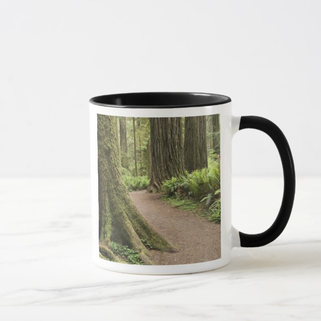 CA, Jedediah Smith State Park, Simpson-Reed Mug (Right)