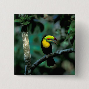CA, Panama, Soberania NP, Keel-billed Tuccan 2 Inch Square Button